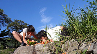 chungueria